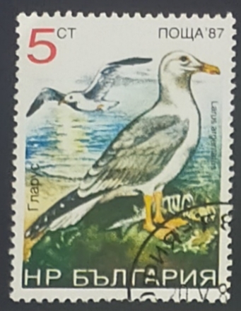 Larus argentatus,gaviota