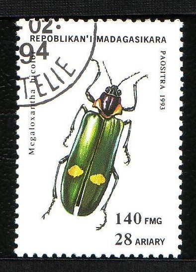 Coleóptero