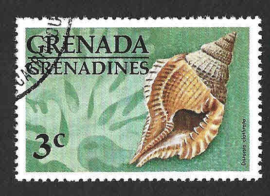 140 - Caracol Marino