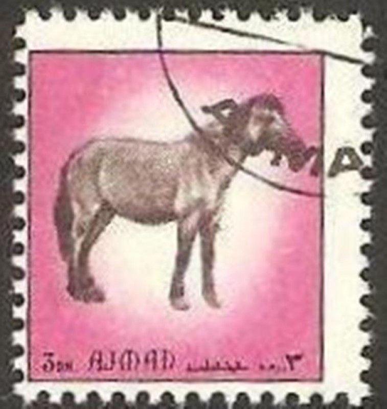 Ajman - caballo
