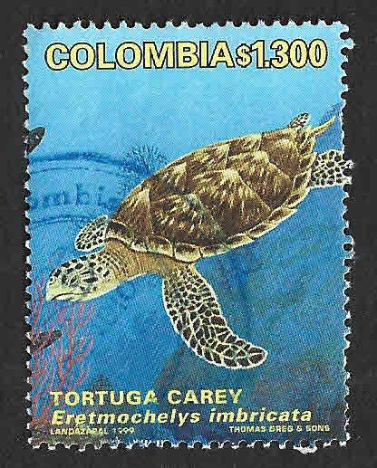 1153 - Tortuga Carey