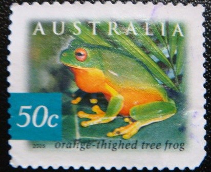 Orange-thighed Tree Frog