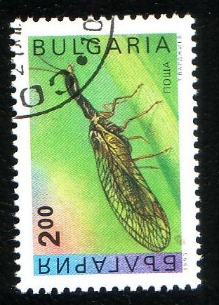 Raphidioptera