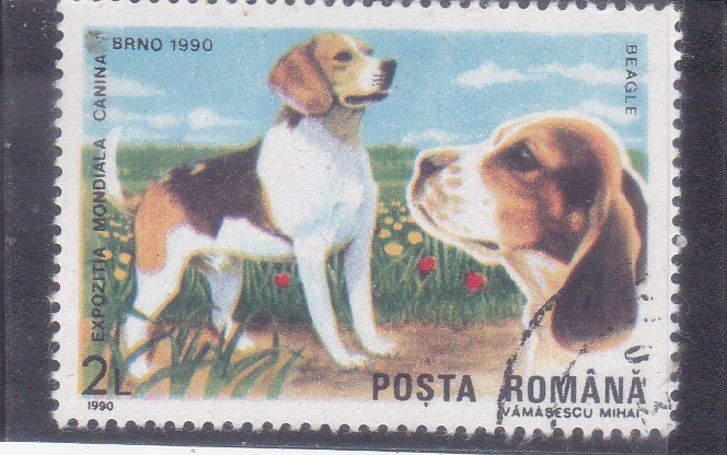 PERRO DE RAZA- Beagle