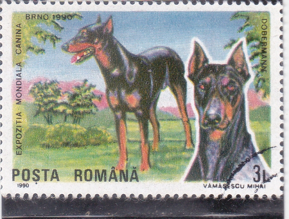 PERRO DE RAZA- Dobermann