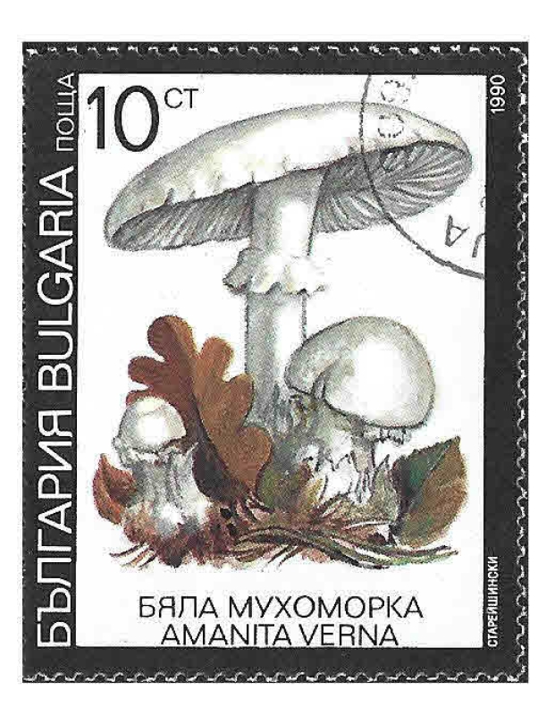 3598 - Amanita de Primavera