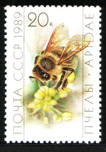 Abejas