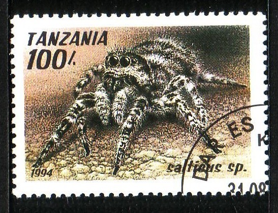 Araña