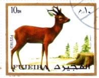 ciervo