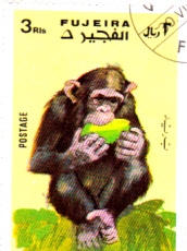 simio