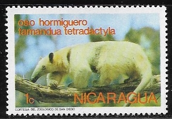 Oso Hormiguero
