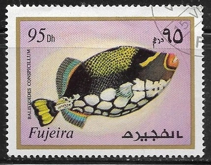 Clown Triggerfish