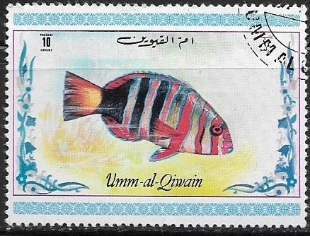 Harlequin Tuskfish 