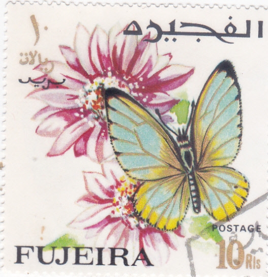 FLORES y MARIPOSA