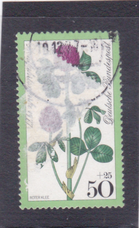 FLORES