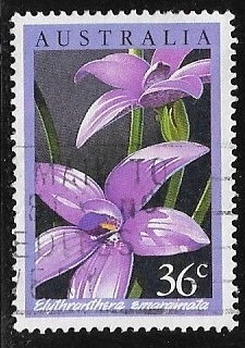 Flores - Rhododendron fortunei