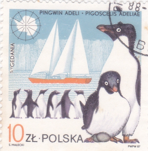 Pingüino Adelia (Pygoscelis adeliae) y 