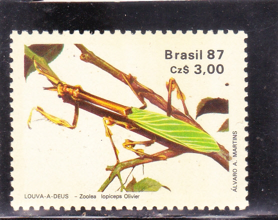 insecto