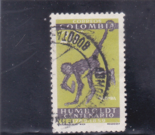 simio