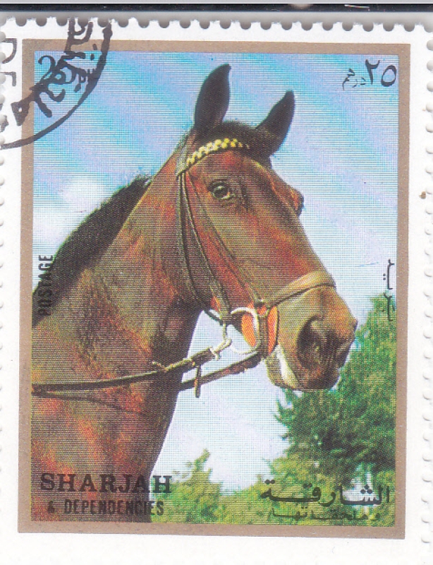 caballo de raza