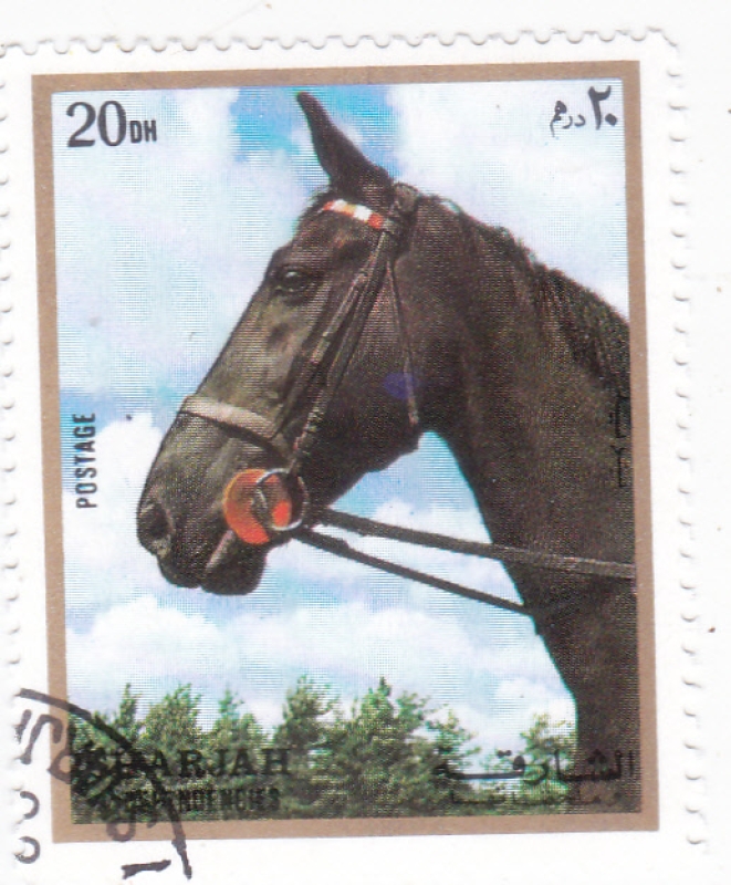 caballo de raza