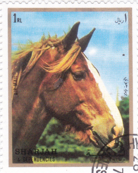 caballo de raza