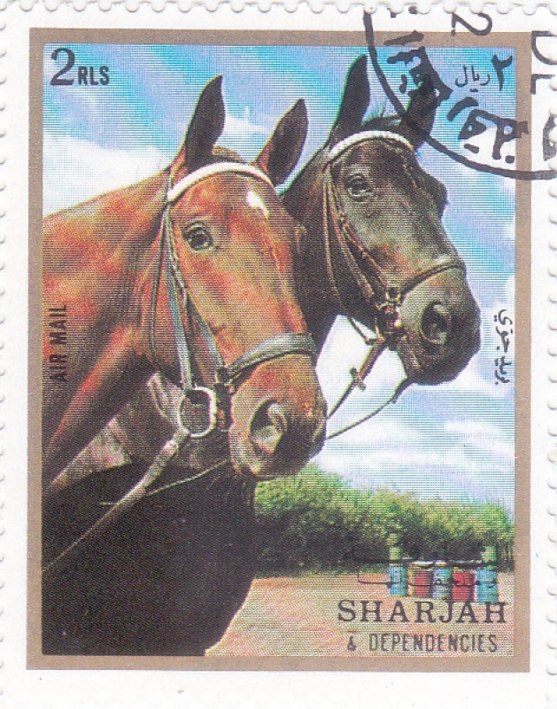 caballos de raza