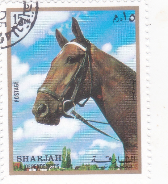 caballo de raza