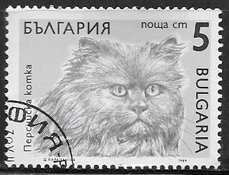 Gato persa
