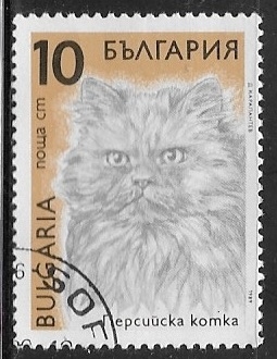 Gato persa