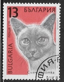 Gato Siames