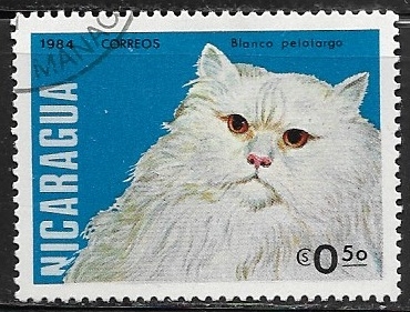 Gato felis