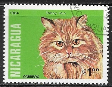 Gato Felis