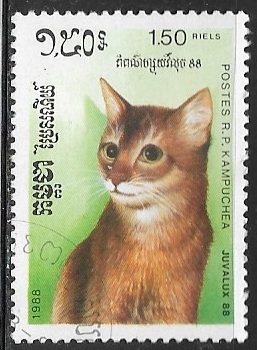 Gato Domestico