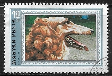 Canis lupus familiaris)