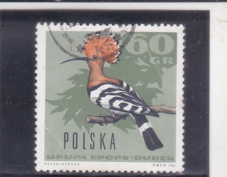 AVE Abubilla euroasiática (Upupa epops)