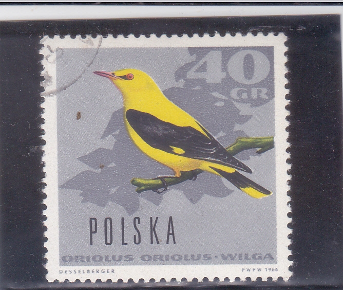 AVE-Oropéndola dorada (Oriolus oriolus)