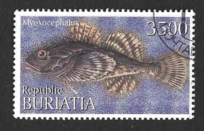 (C) Bull-Rout (REP. BURIATIA)