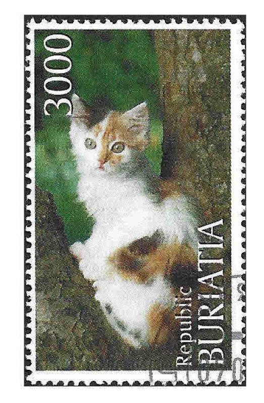 (C) Gatos Doméstico (REP. BURIATIA)