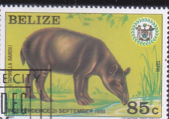 Tapir