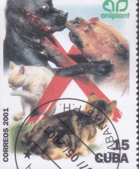 gatos y perros