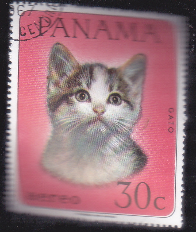 gato