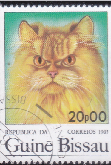 gato