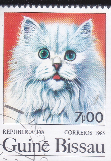 gato