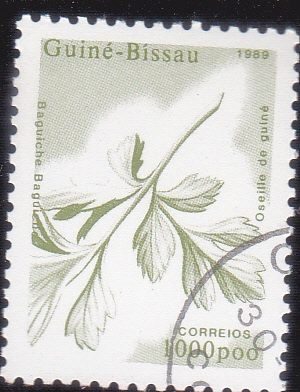 Acedera de Guinea (gallina de Guinea)