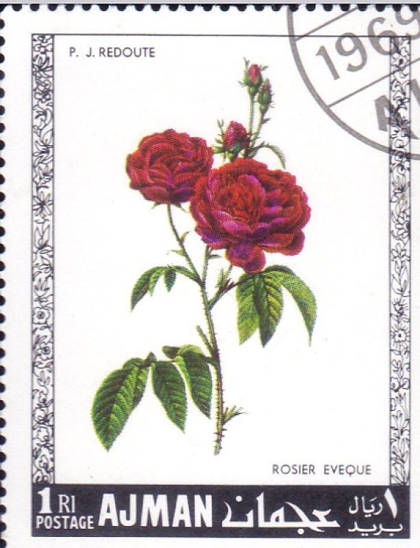 FLORES- ROSAS