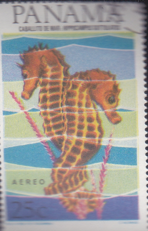 CABALLITO DE MAR