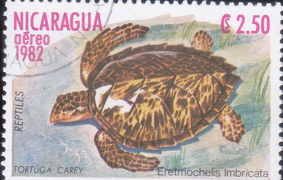 TORTUGA CAREY