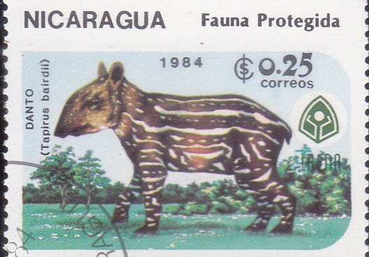 FAUNA PROTEGIDA-Tapir