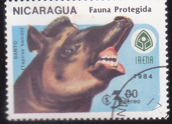 FAUNA PROTEGIDA-Tapir